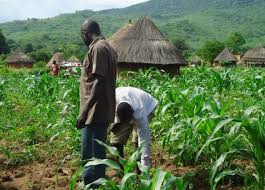 COVID-19: Maize farmers urge govts to address challenges of 2020 farming season